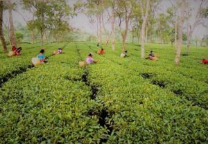 West Bengal Tea Garden